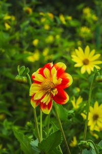 Preview wallpaper flowers, plants, field, leaves