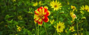 Preview wallpaper flowers, plants, field, leaves