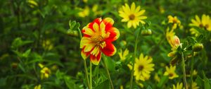 Preview wallpaper flowers, plants, field, leaves