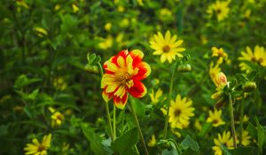 Preview wallpaper flowers, plants, field, leaves