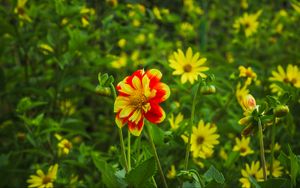 Preview wallpaper flowers, plants, field, leaves