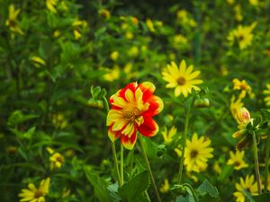 Preview wallpaper flowers, plants, field, leaves