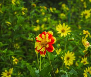 Preview wallpaper flowers, plants, field, leaves