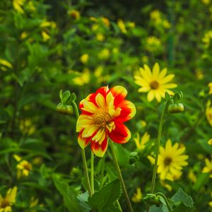 Preview wallpaper flowers, plants, field, leaves