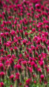 Preview wallpaper flowers, plants, field, pink