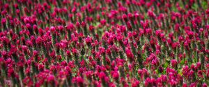 Preview wallpaper flowers, plants, field, pink