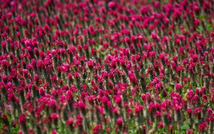 Preview wallpaper flowers, plants, field, pink