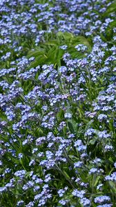 Preview wallpaper flowers, plants, field, blue