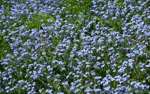 Preview wallpaper flowers, plants, field, blue