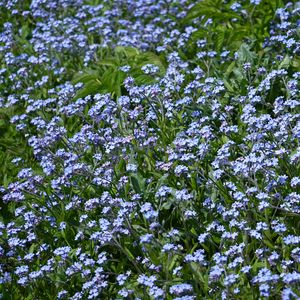 Preview wallpaper flowers, plants, field, blue