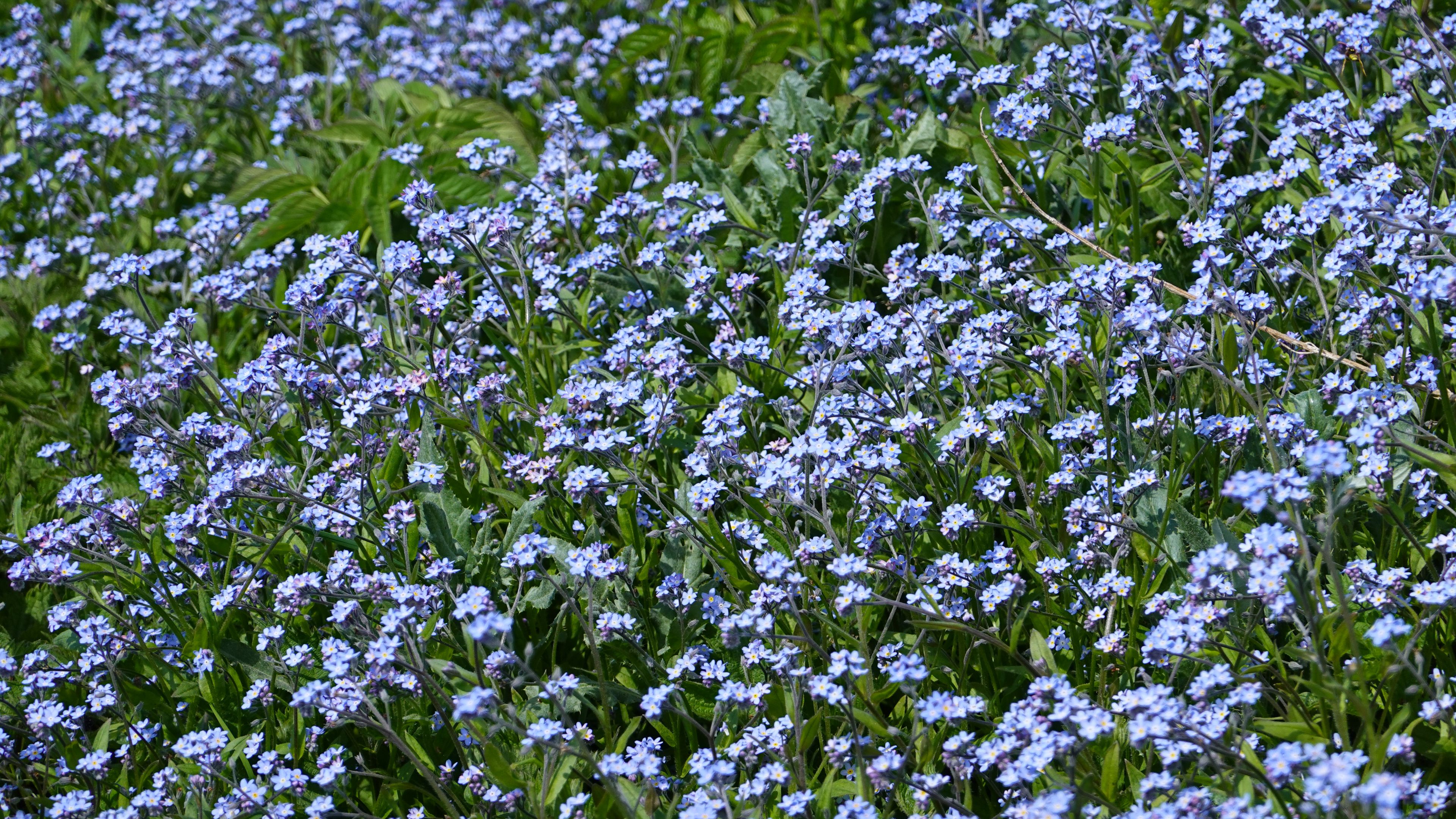 Download wallpaper 3840x2160 flowers, plants, field, blue 4k uhd 16:9 ...