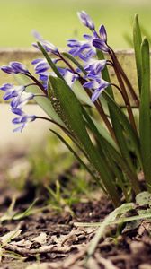 Preview wallpaper flowers, plants, herbs, flowering