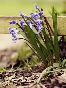 Preview wallpaper flowers, plants, herbs, flowering