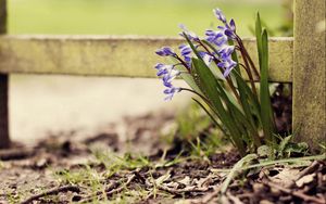 Preview wallpaper flowers, plants, herbs, flowering