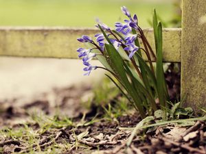 Preview wallpaper flowers, plants, herbs, flowering