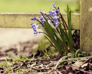 Preview wallpaper flowers, plants, herbs, flowering