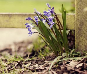 Preview wallpaper flowers, plants, herbs, flowering