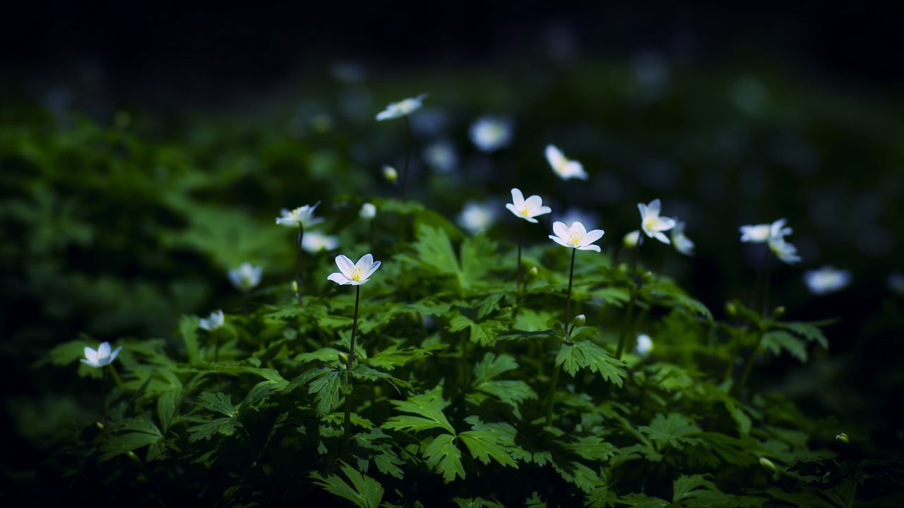 Wallpaper flowers, plants, leaves, petals