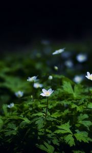 Preview wallpaper flowers, plants, leaves, petals