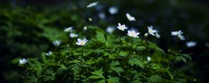 Preview wallpaper flowers, plants, leaves, petals