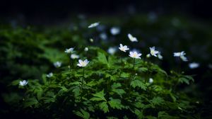 Preview wallpaper flowers, plants, leaves, petals