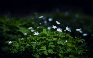 Preview wallpaper flowers, plants, leaves, petals