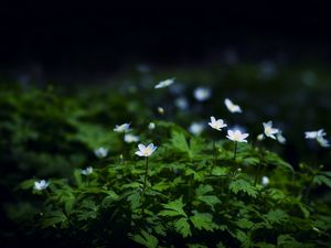 Preview wallpaper flowers, plants, leaves, petals