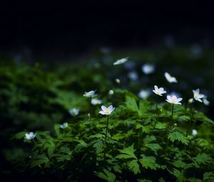 Preview wallpaper flowers, plants, leaves, petals