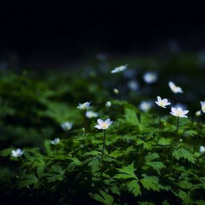Preview wallpaper flowers, plants, leaves, petals