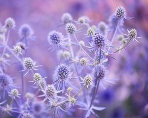 Preview wallpaper flowers, plants, lilac, branches