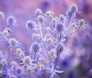 Preview wallpaper flowers, plants, lilac, branches