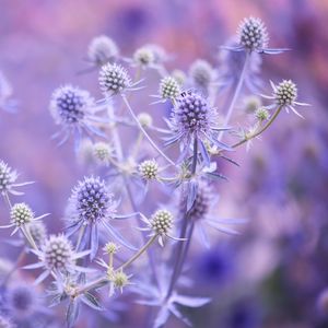 Preview wallpaper flowers, plants, lilac, branches