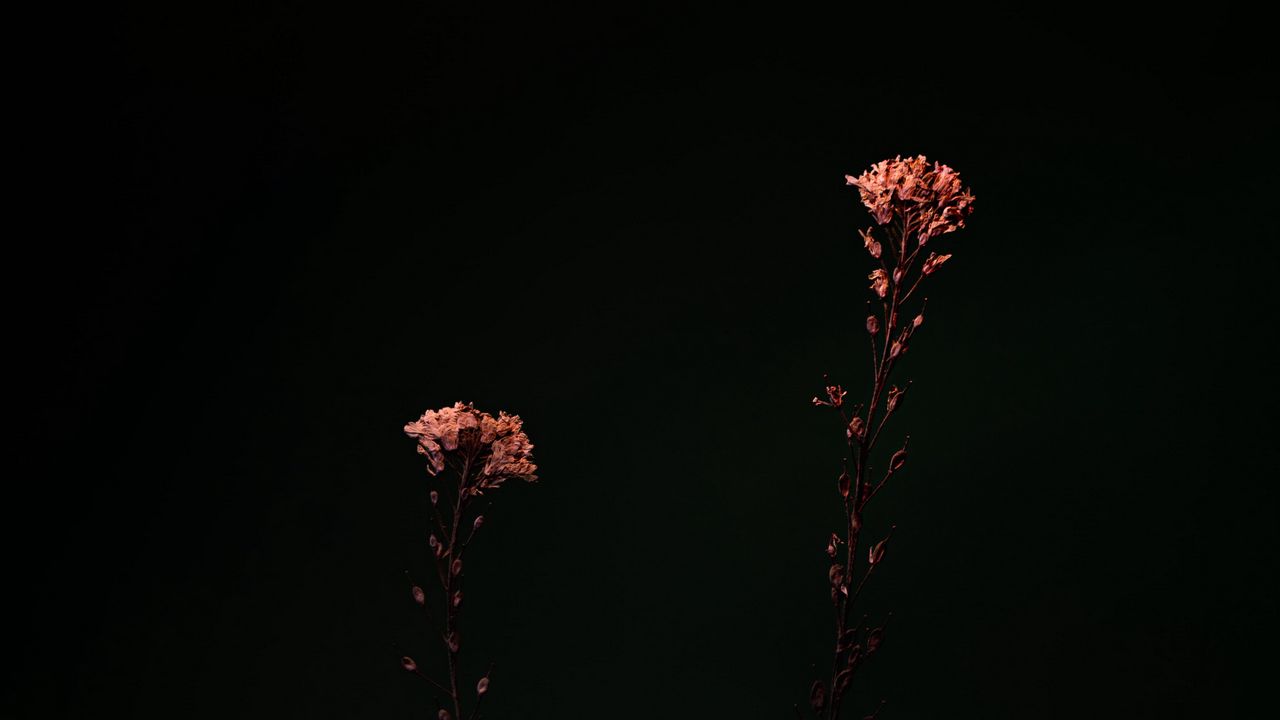 Wallpaper flowers, plants, macro, dark