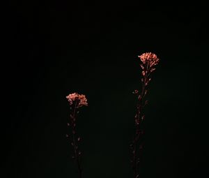 Preview wallpaper flowers, plants, macro, dark