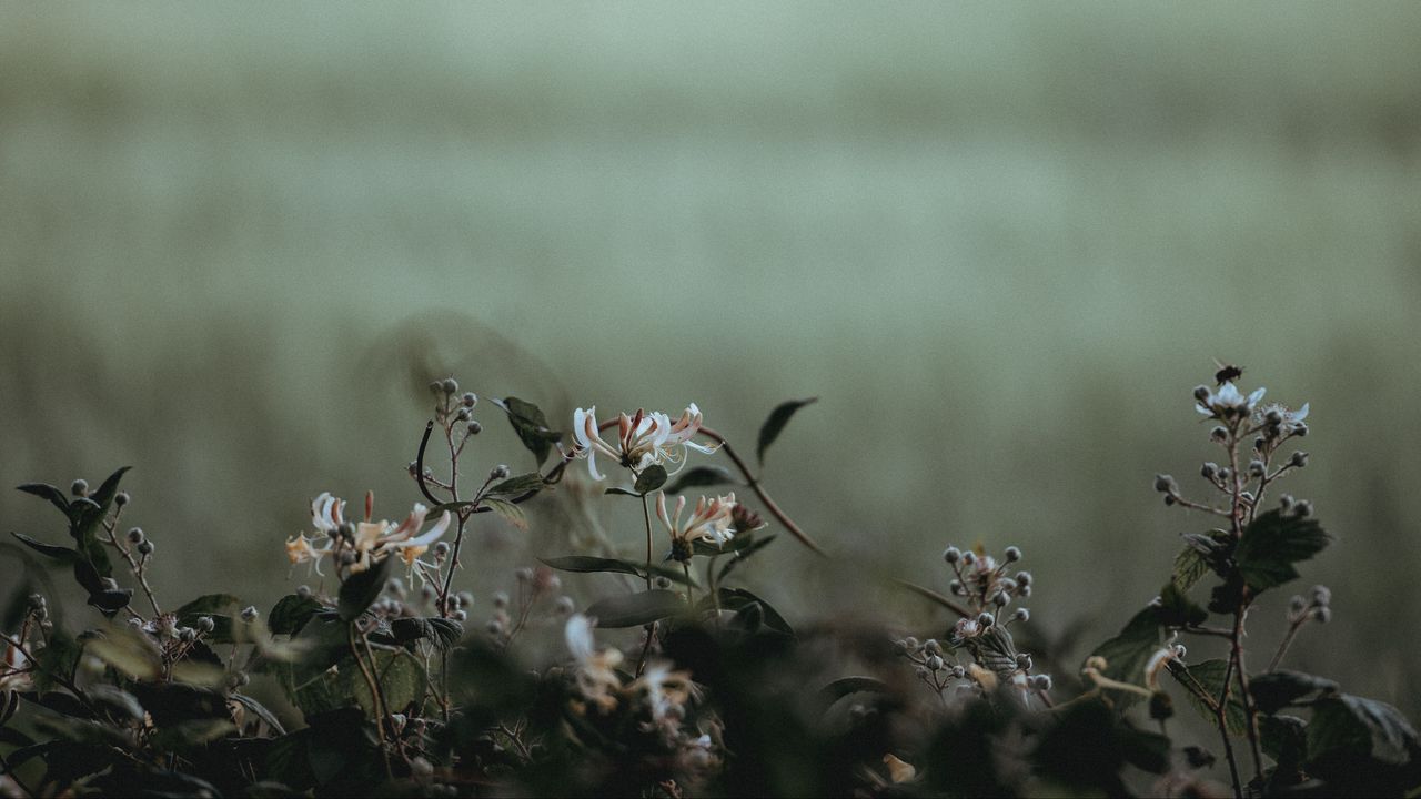 Wallpaper flowers, plants, petals, blur