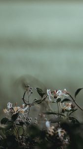 Preview wallpaper flowers, plants, petals, blur