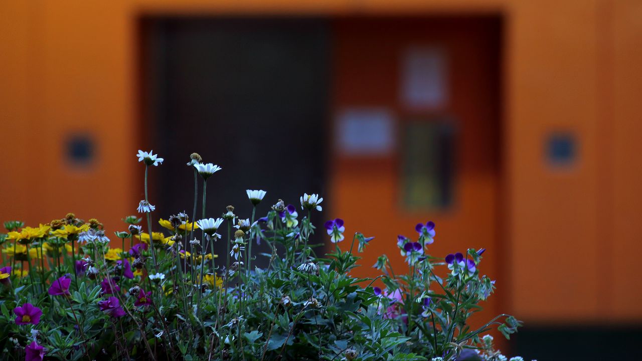 Wallpaper flowers, plants, petals, leaves