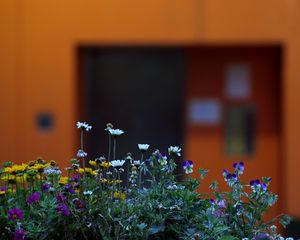 Preview wallpaper flowers, plants, petals, leaves