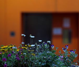 Preview wallpaper flowers, plants, petals, leaves