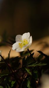 Preview wallpaper flowers, plants, petals, leaves, blur