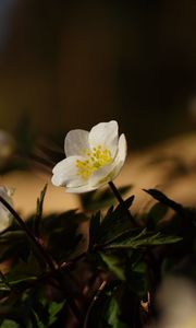 Preview wallpaper flowers, plants, petals, leaves, blur