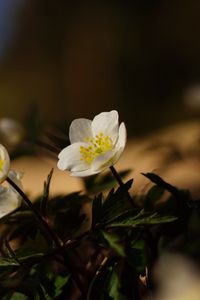 Preview wallpaper flowers, plants, petals, leaves, blur