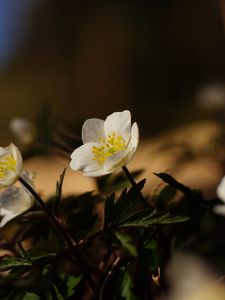 Preview wallpaper flowers, plants, petals, leaves, blur