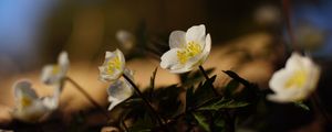 Preview wallpaper flowers, plants, petals, leaves, blur