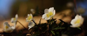Preview wallpaper flowers, plants, petals, leaves, blur