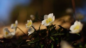 Preview wallpaper flowers, plants, petals, leaves, blur