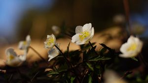 Preview wallpaper flowers, plants, petals, leaves, blur