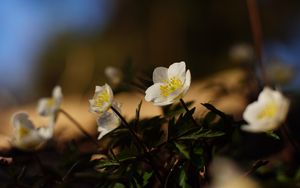 Preview wallpaper flowers, plants, petals, leaves, blur