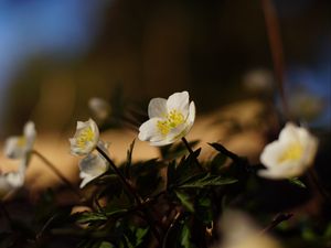 Preview wallpaper flowers, plants, petals, leaves, blur
