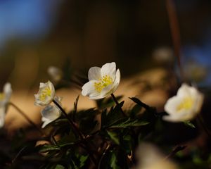 Preview wallpaper flowers, plants, petals, leaves, blur